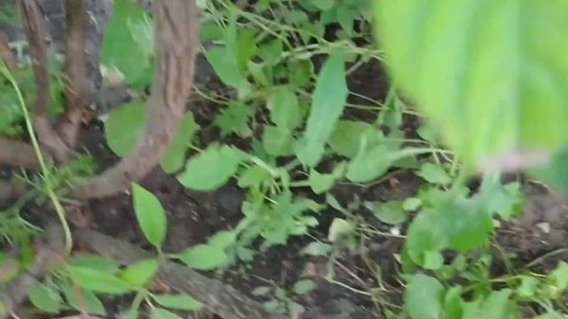Лето! Красота в палисаднике. смотреть онлайн