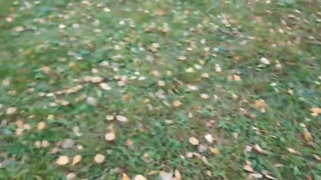 Добрый день//красота осеннего леса//свежий воздух//солнце// чудеса природы смотреть онлайн