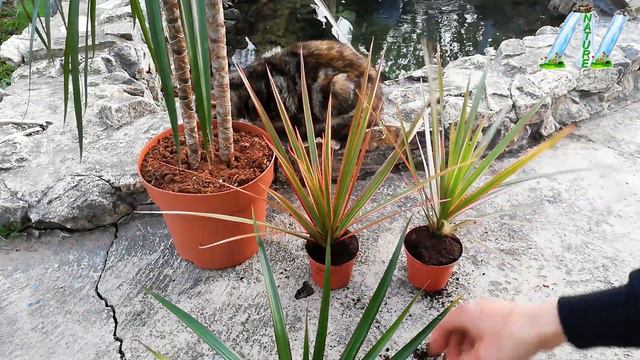 How to grow Dracena Marginata from cutting branch very easy смотреть онлайн