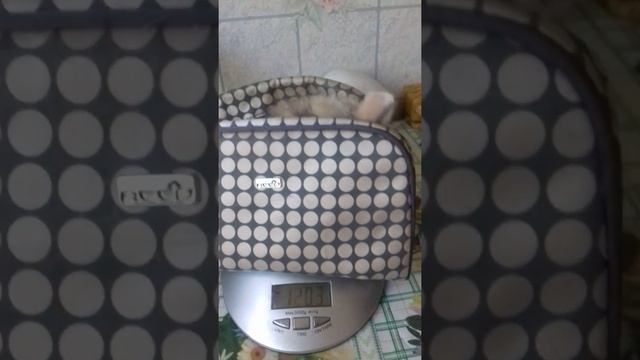 Как взвесить котенка смотреть онлайн