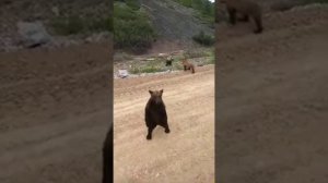 Медведи на угольном разрезе Кузбасса