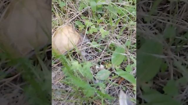 Поход за Грибами! -маслята смотреть онлайн