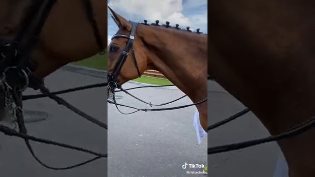 Вестфальдская порода лошади. Часть 1. смотреть онлайн