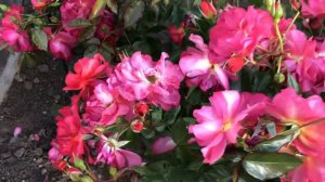 РОЗЫ. КАК ЦВЕТУТ РОЗЫ В ТУЛЬСКОЙ ОБЛАСТИ. КРАСИВЫЕ СОРТА РОЗ. ПРОГУЛКА ПО САДУ В КОНЦЕ ИЮНЯ.