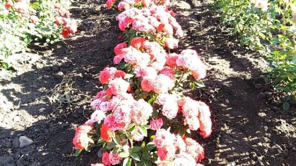 Миниатюрная роза Оранж Беби (Orange Baby) rozapochtoi.ru