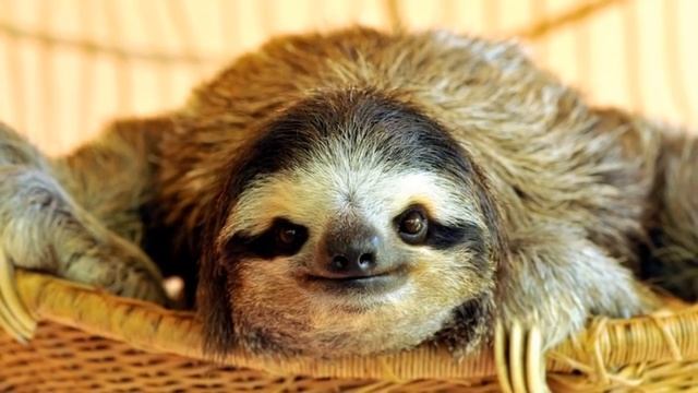 САМЫЕ ИНТЕРЕСНЫЕ ФАКТЫ О ЛЕНИВЦАХ ! смотреть онлайн