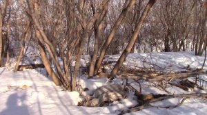 Кленовый Лес Зимой