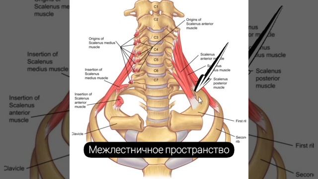 Онемение рук. Анатомия лестничных мышц.Доктор Пак смотреть онлайн