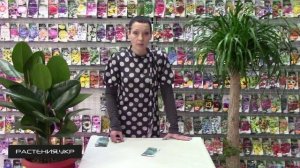 Тимофеевка луговая / Мятлик луговой / Как вырастить Овсяницу из семян?