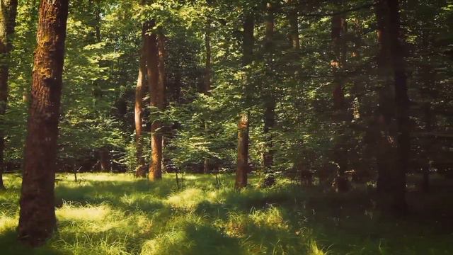 528 Hz Frequency Repairs Your DNA | Nature & Birds Sounds