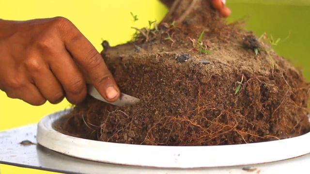 Bonsai Trees For Beginners | Ficus Religiousa Bonsai смотреть онлайн