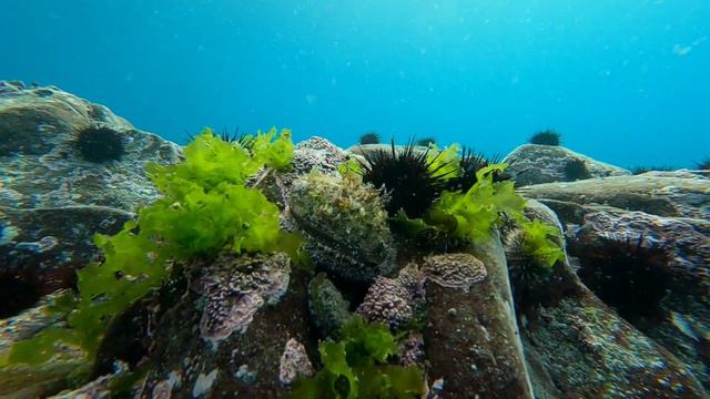 Магия Монерона. 16 августа 2021 г, бухта Чупрова. Diving on Moneron island, Russia, Aug 16, 2021 смотреть онлайн