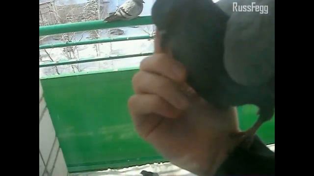 (L.V.) Алтайские нео-голуби смотреть онлайн