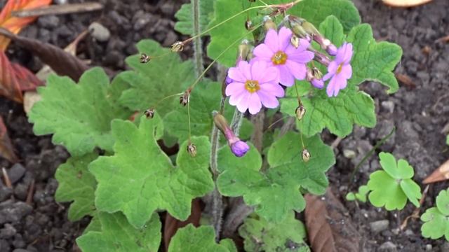 Primula heucherifolia Franchet смотреть онлайн