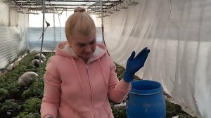 Сажаем томаты в марте! Как сажать томаты в теплице