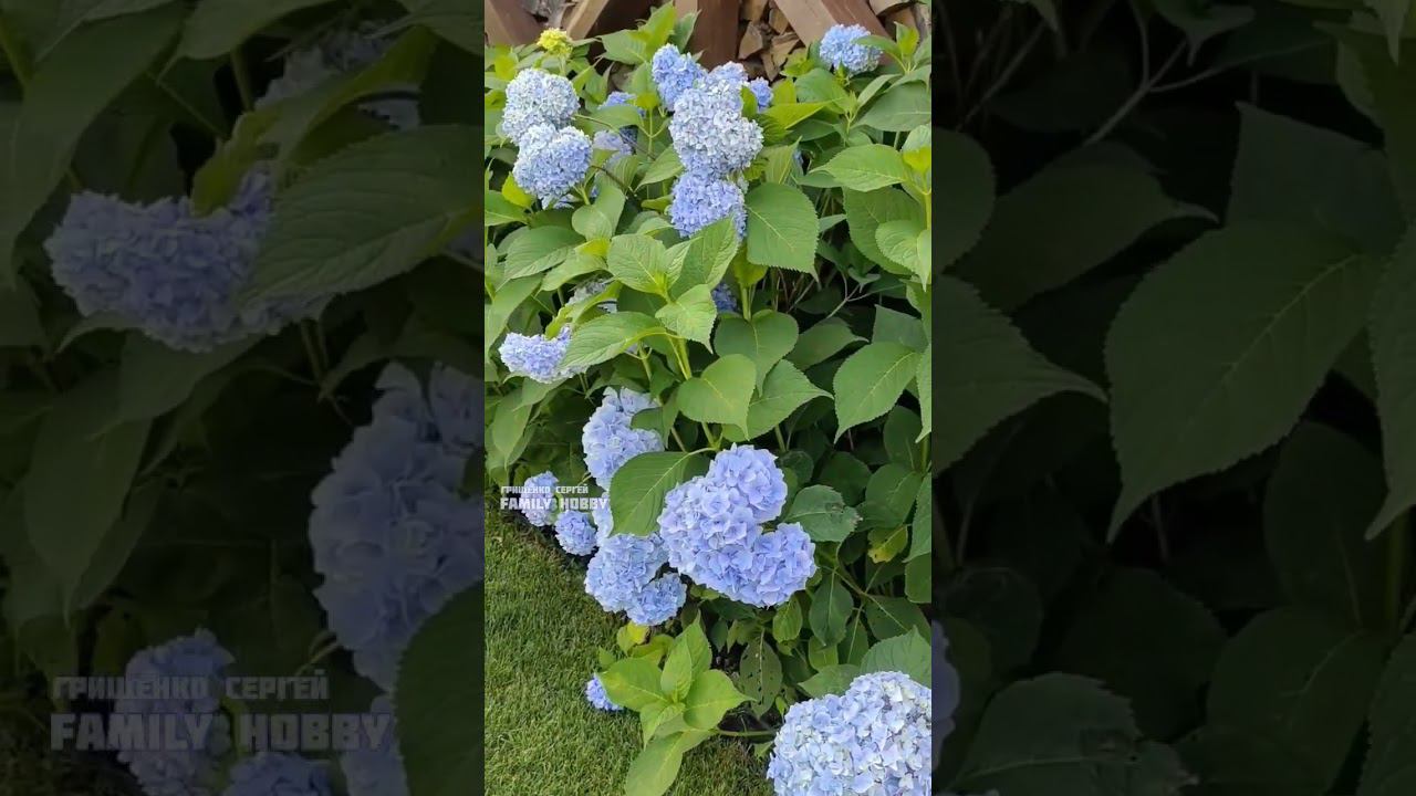 #гортензиякрупнолистная #23 июля в нашем саду смотреть онлайн