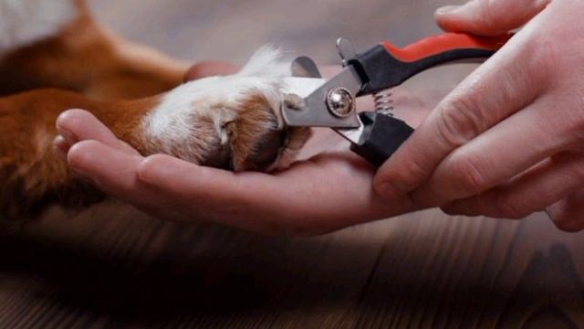 Как подстричь когти собаке. Истории из жизни. #жизненныеистории #историилюдей #реальнвеистории смотреть онлайн