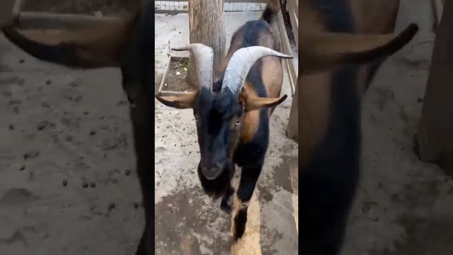 Зоопарк большой рогатый козел парк отдыха смотреть онлайн