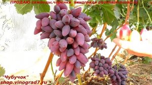 Виноград ДАНИЛКА  с красивой формой ягод, малиновым цветом в сравнении с Талдуном и Подснежником