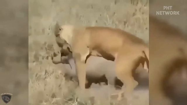 Baby Hyena In PAIN When Python BIT Off Its Tail brutally (►Caught On Camera) смотреть онлайн