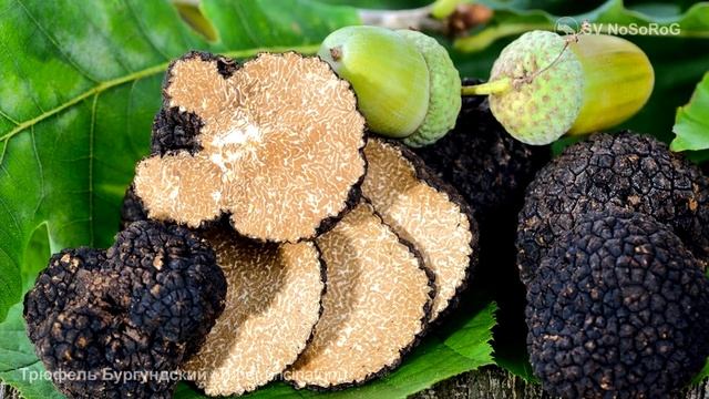 Трюфель Бургундский (Tuber uncinatum) смотреть онлайн