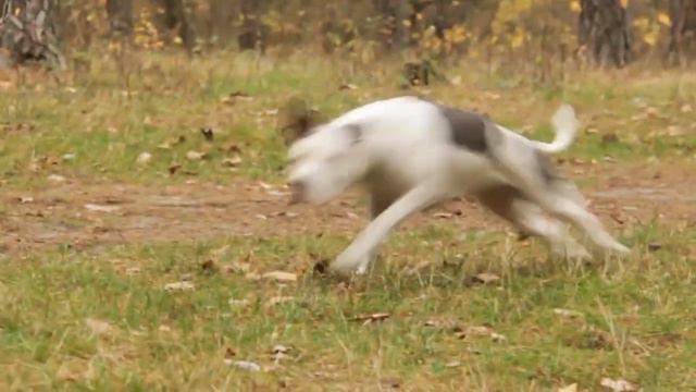 American staffordshire-terrier in motion смотреть онлайн