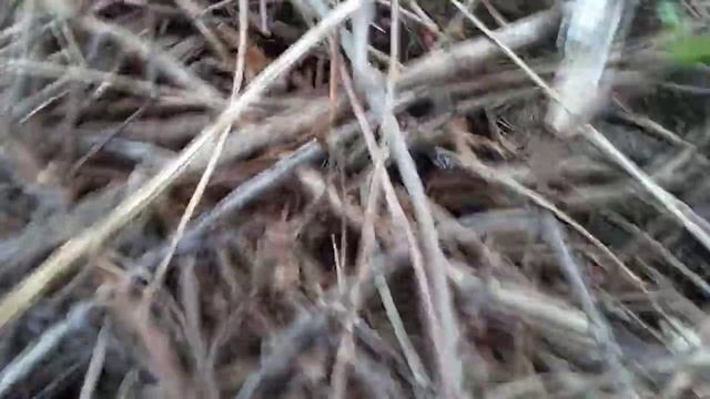 Услуги металлоискателя в Москве.mp4 смотреть онлайн