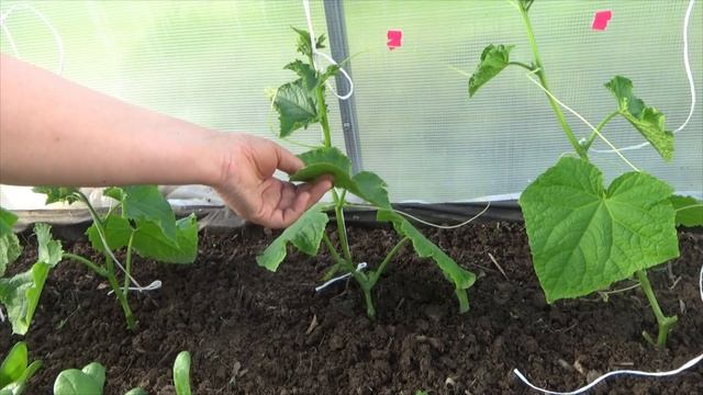Подвязка огурцов в поликарбонатной теплице. смотреть онлайн