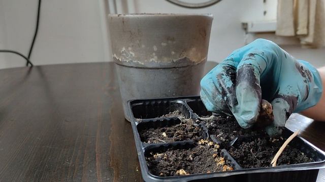 Посади это в землю и вырастет индийское лекарство! Как вырастить лекарственный огород в теплице смотреть онлайн