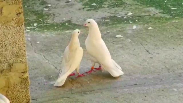Племенные голуби танцую!!! Tribal pigeons dance!!! смотреть онлайн
