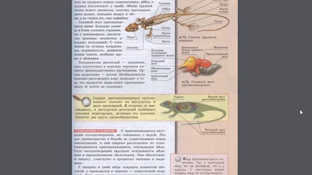 Биология (Л.Н.Сухорукова) 7к §43 Класс Пресмыкающиеся