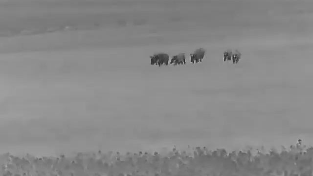 Night Pearl Seer 50 Plus thermal hunting Wild Boar 5 смотреть онлайн