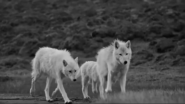 Знаешь, мой мальчик, жить в стае волков - Джио Россо смотреть онлайн