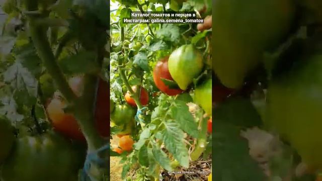 ГНОМ "ПУРПУРНОЕ СЕРДЦЕ" (Purple Heart) ??? смотреть онлайн