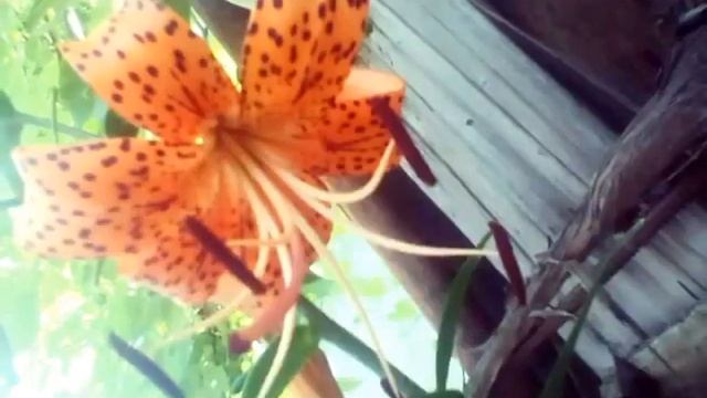 Мои жгучие тигровые бестии смотреть онлайн