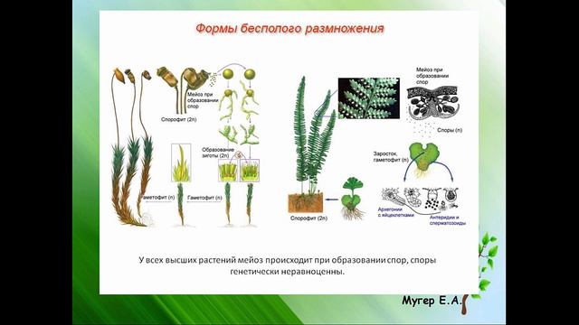 Бесполое размножение растений. Часть1. смотреть онлайн