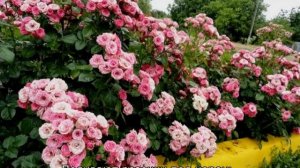 Бордюрные розы