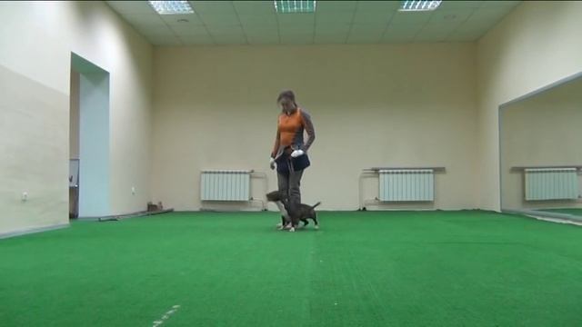 Минибуль Ора на тренировке по послушанию смотреть онлайн