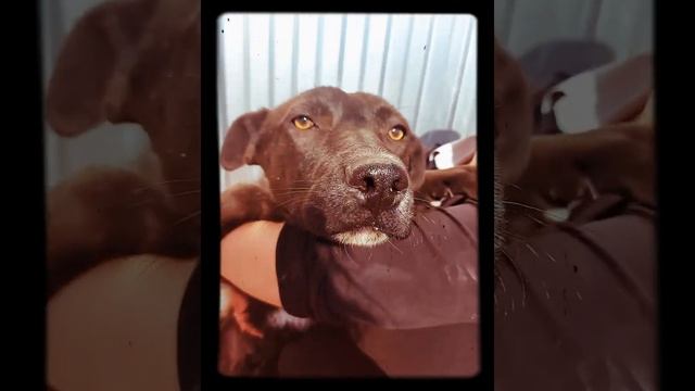 метис Лабрадора 6-7 мес смотреть онлайн