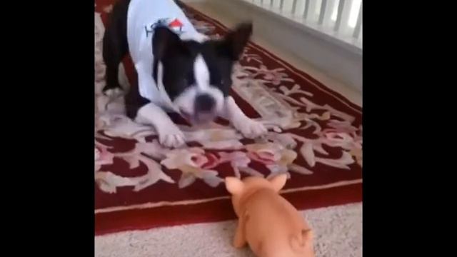 Тест на психику: над этим смеются только дебилы 2016 instagram funny videos compilation смотреть онлайн