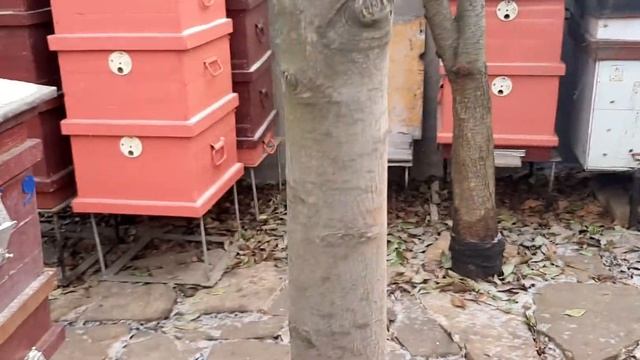 Синицы будут облетать Вашу пасеку стороной смотреть онлайн