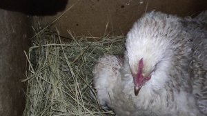 КАК ПОСАДИТЬ КУРИЦУ НА ЯЙЦА?!