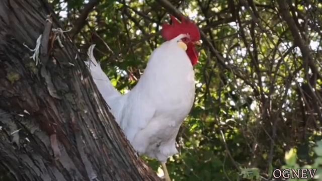 Петух-узнай шокирующие факты. смотреть онлайн