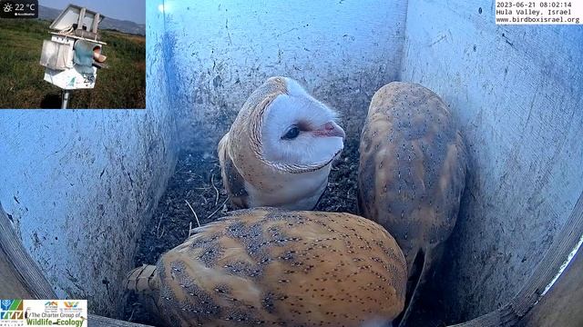 Resting Barn Owl Fledglings