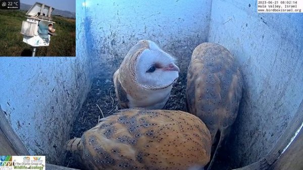 Resting barn owl fledglings
