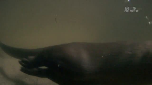 Wildest Africa: Okavango.