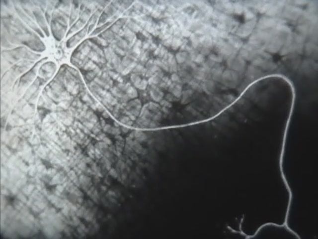 Физиология человека. Строение и свойства нервной ткани