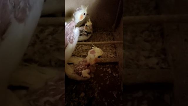 Корелла. Птенецы кореллы. Корелла видео. смотреть онлайн