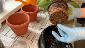 Пересаживаем филодендрон. Готовим правильный грунт.