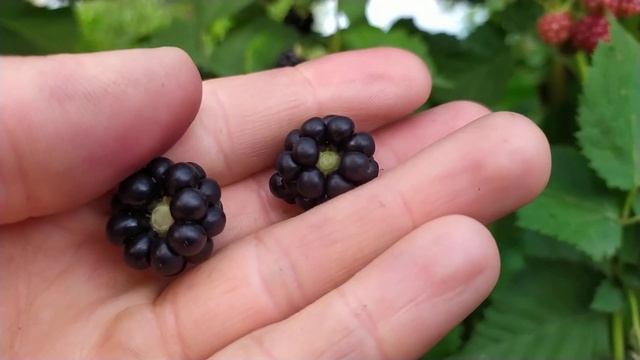 ЕЖЕВИКА Тройная Корона . Урожайность год после посадки ... смотреть онлайн